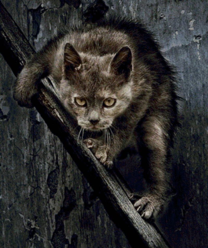 Уродливый кот
