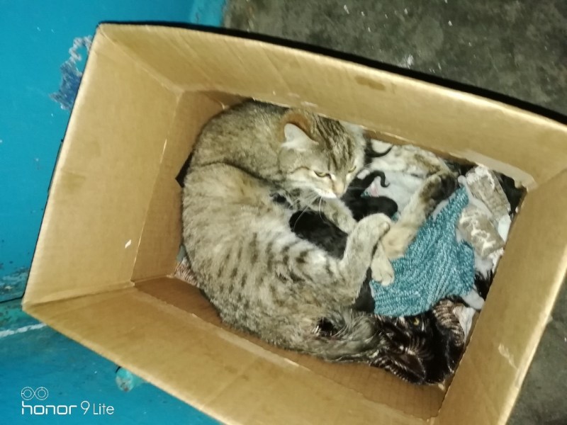 Уличный кот повидавший жизнь