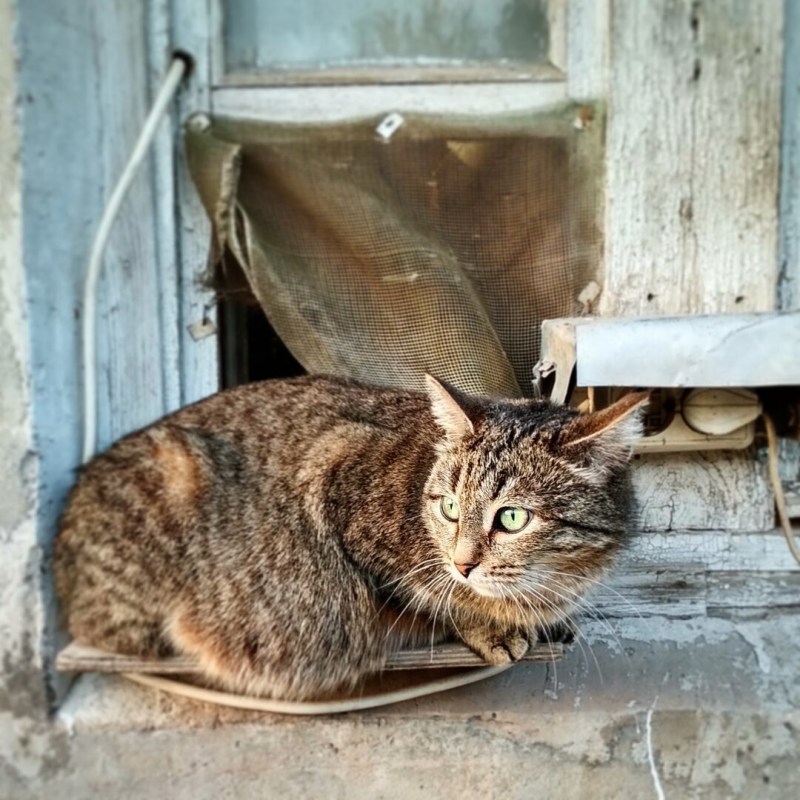 Кот альбинос