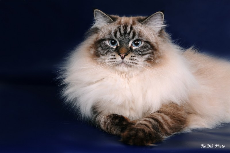 Невская маскарадная кошка