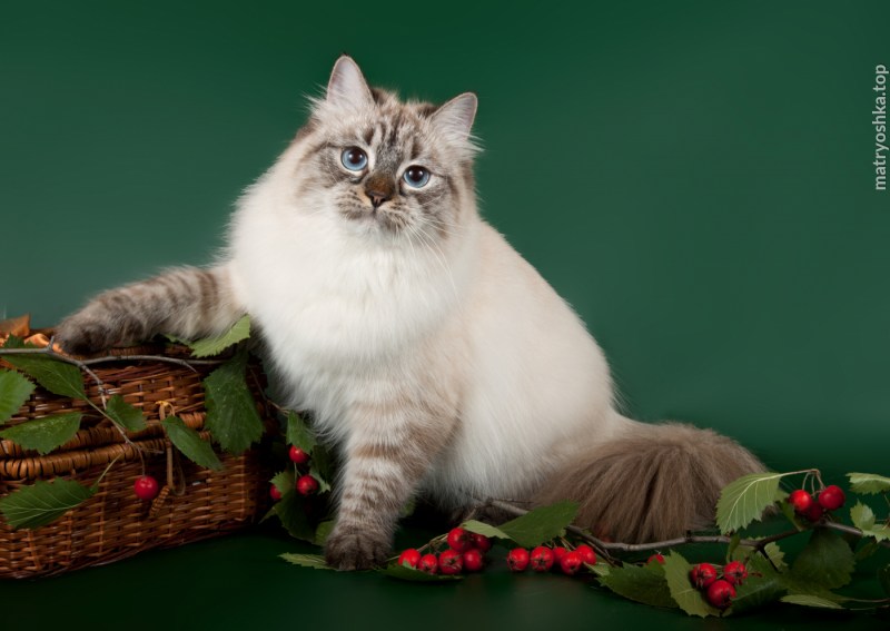 Невская маскарадная кошка черная