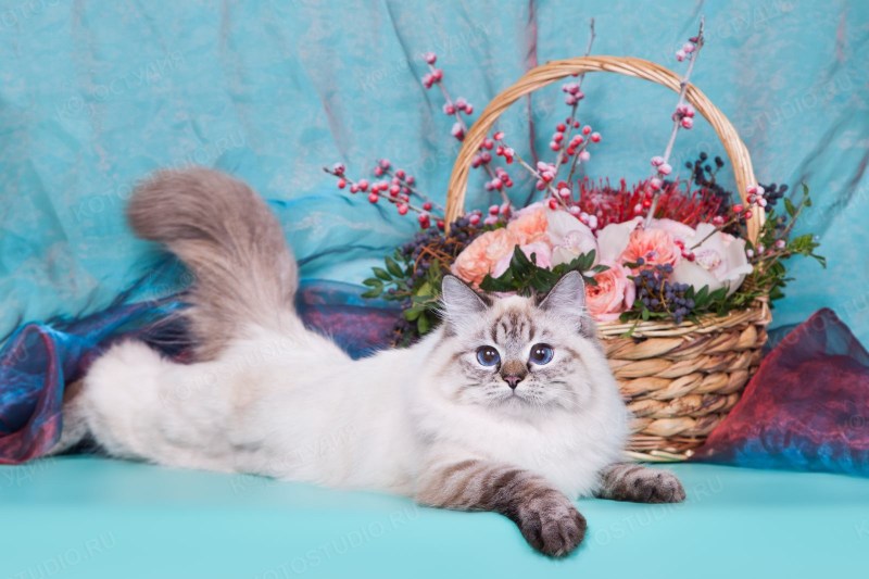 Невский маскарадный кот