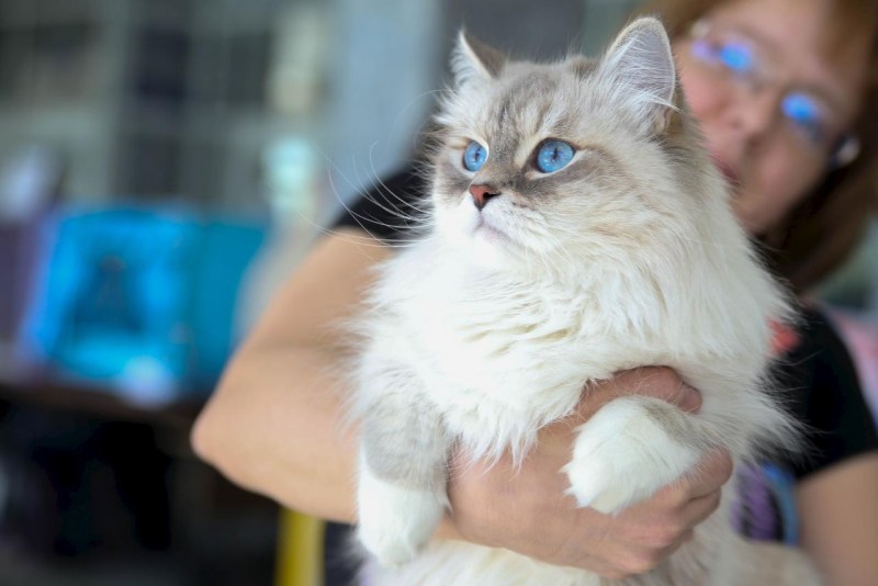 Сибирский сиамский кот