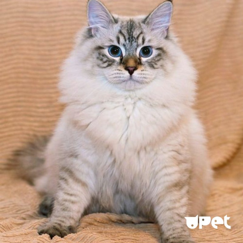 Seal tabby point у Невских маскарадных