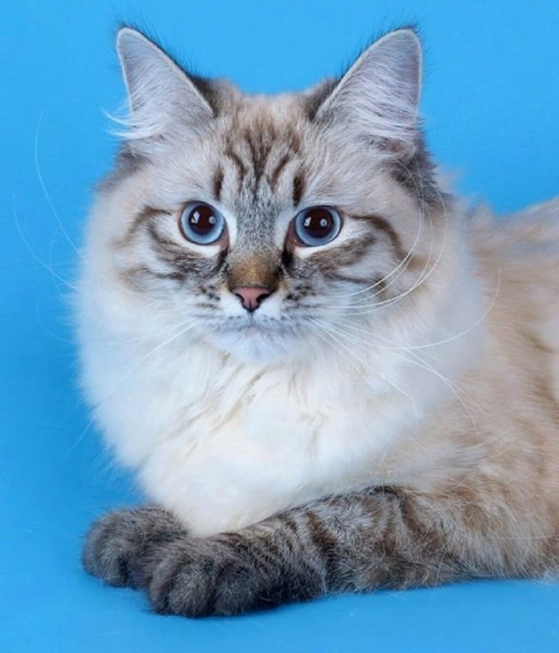 Невская маскарадная кот