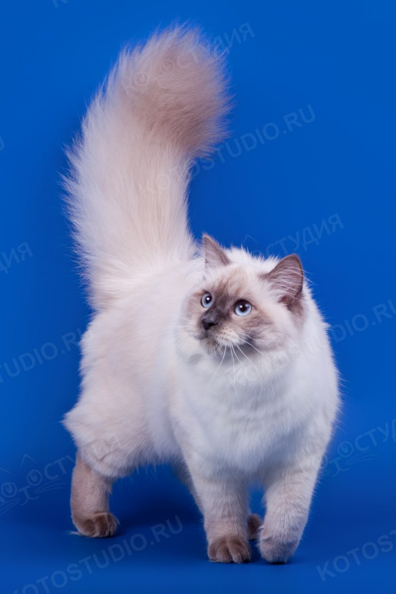 Кошка Невская голубоглазая
