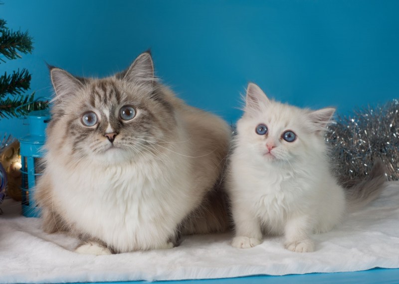Невская маскарадная кот