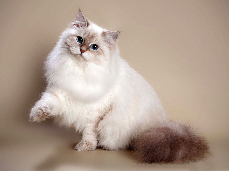 Невская маскарадная кошка