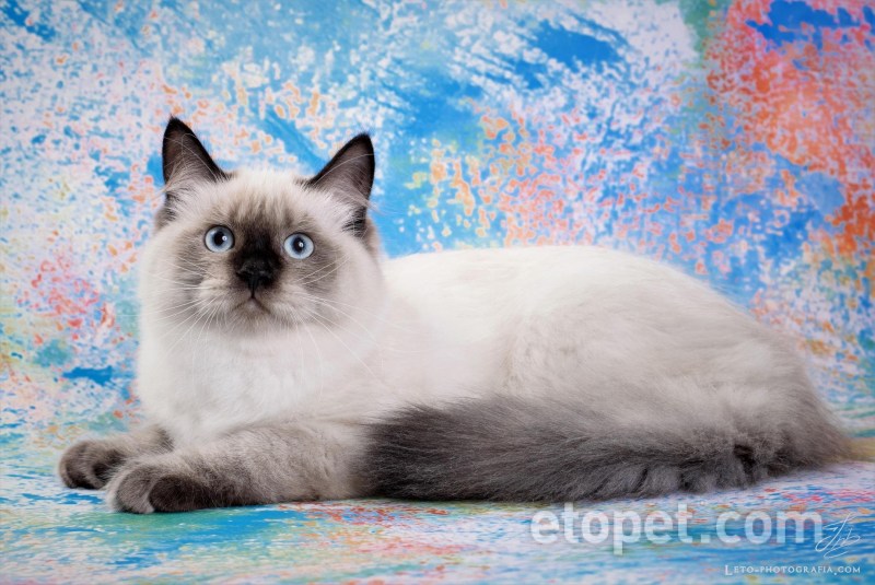 Невская маскарадная кошка