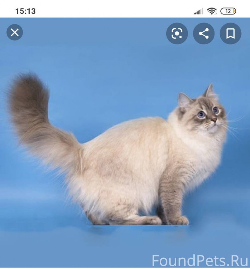 Невская маскарадная кошка