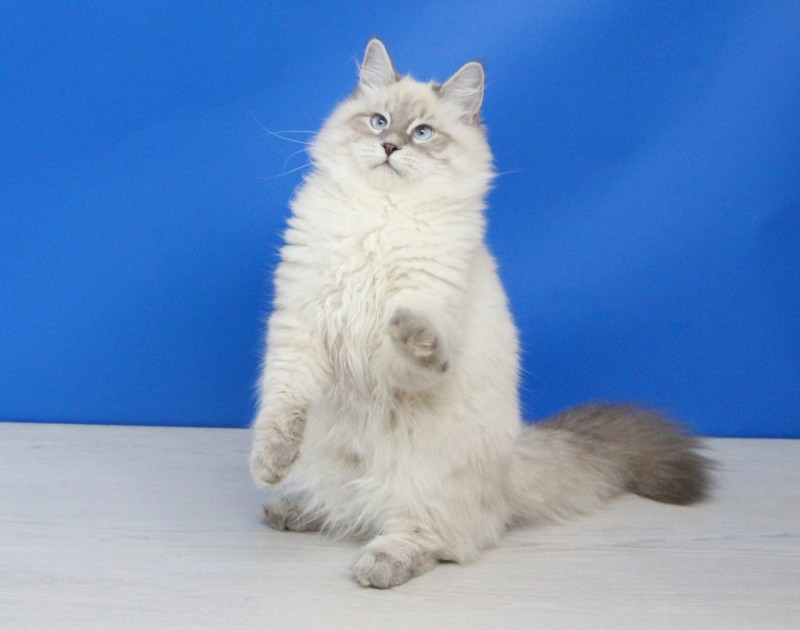 Невская маскарадная кошка