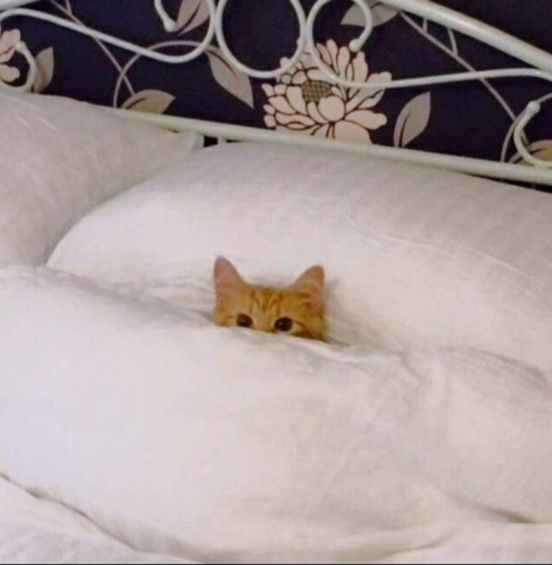 Кровать для кота