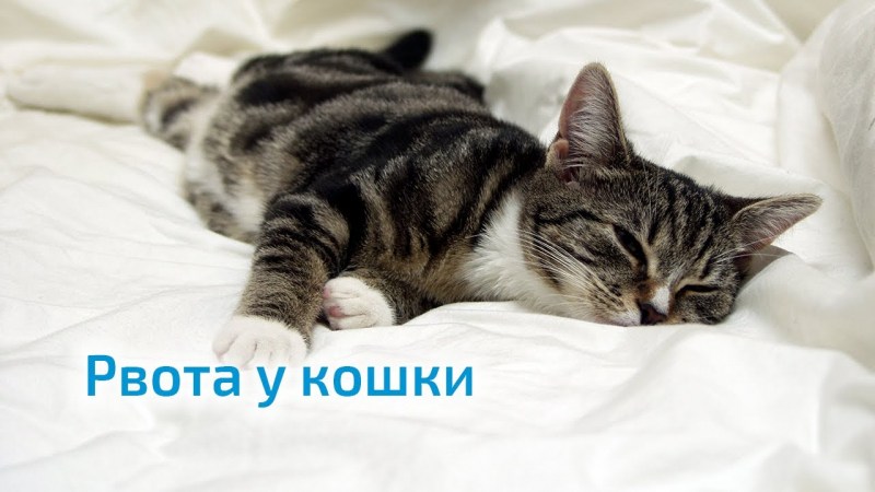 Котенок лежит