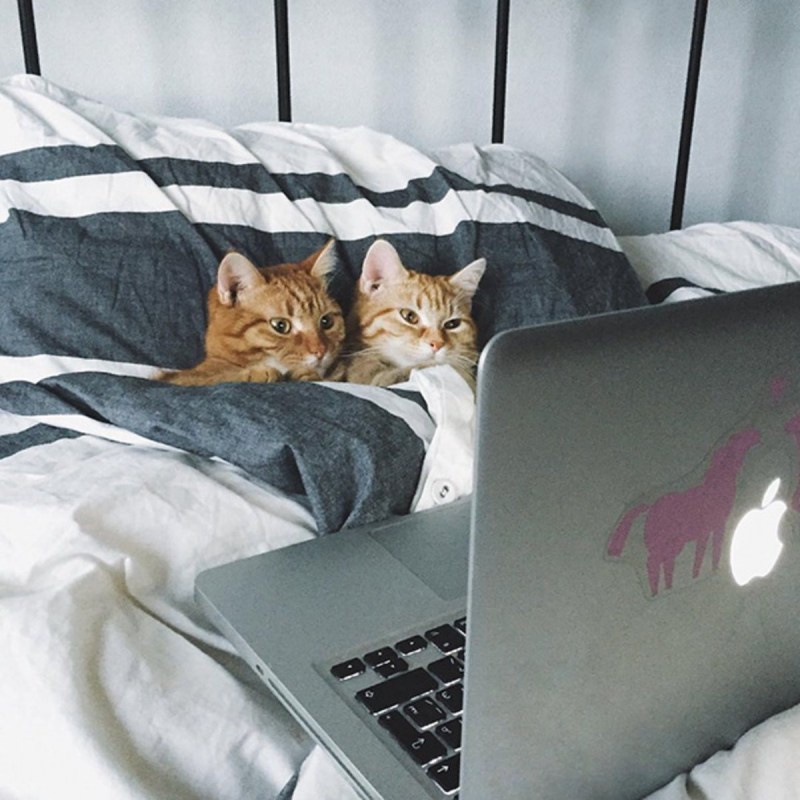 Кошка в постели