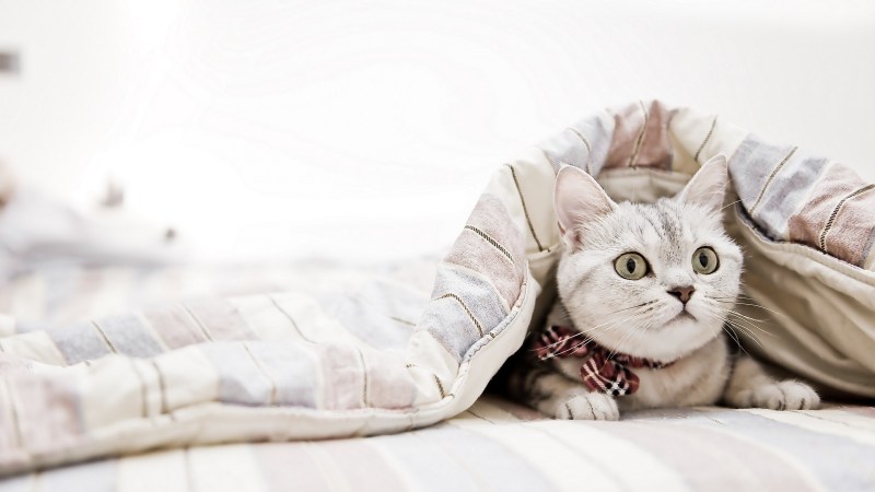 Котик в постельке