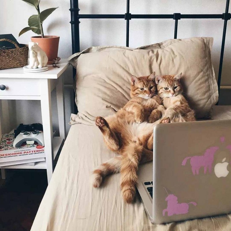 Котик в кроватке
