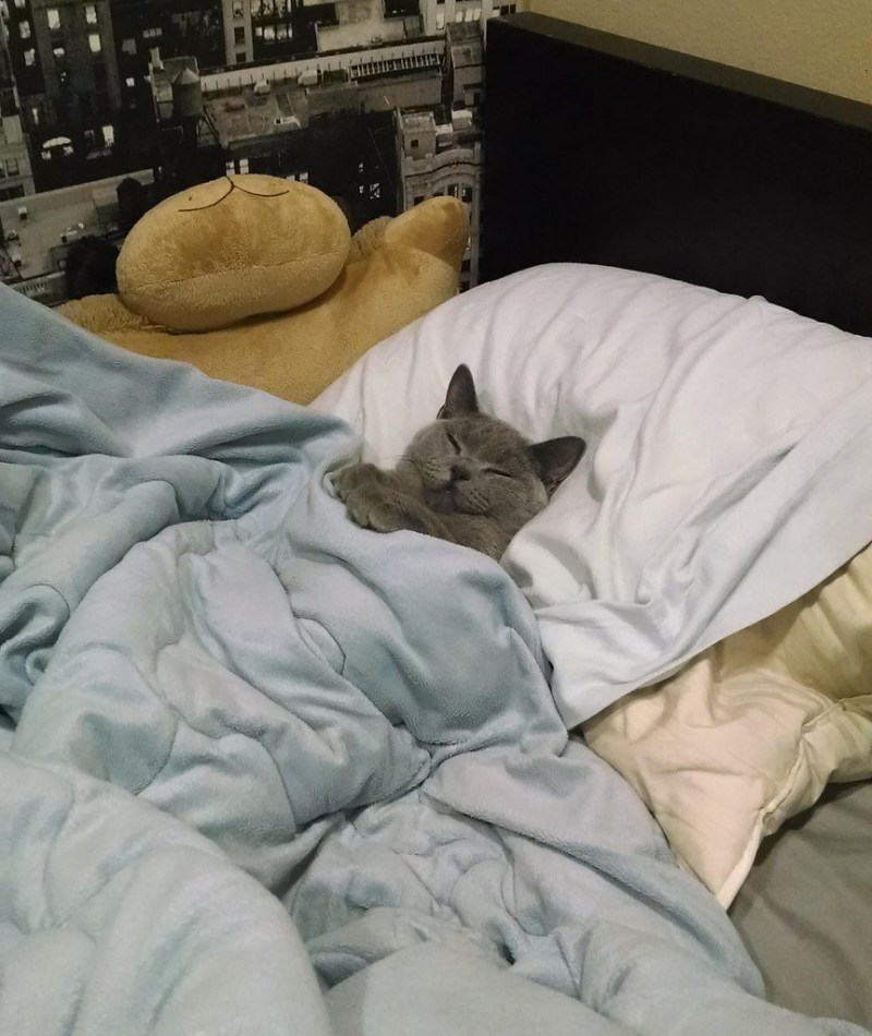 Кот в кровати под одеялом