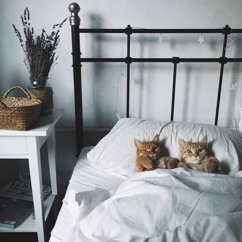Кровать для кота