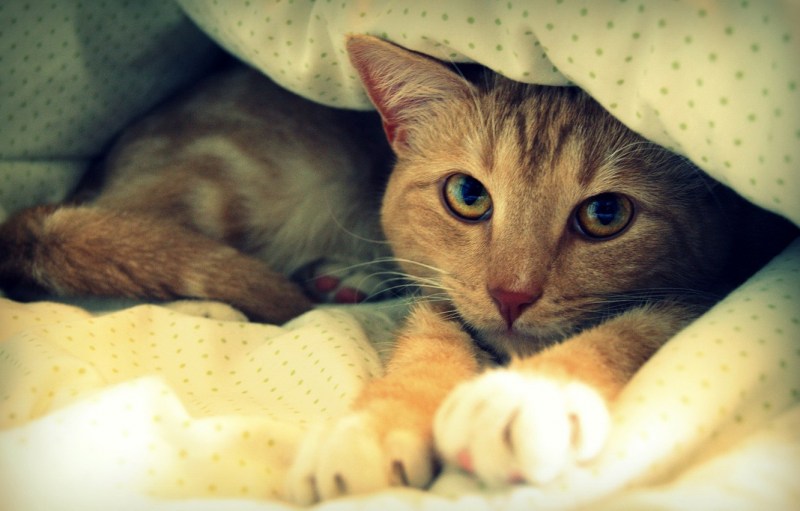 Котенок под одеялом