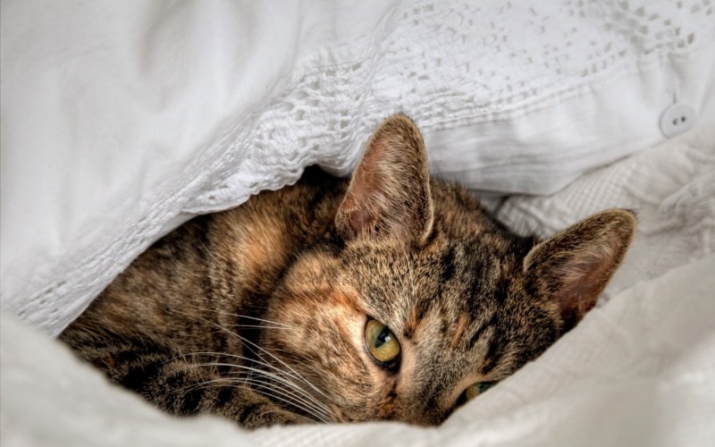 Котенок лежит