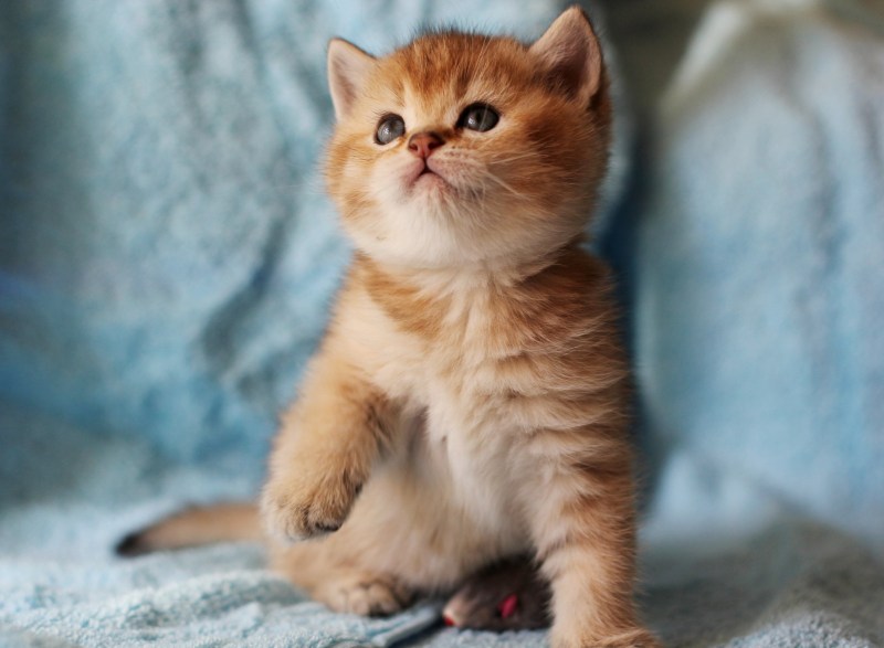 Рыжий британец котенок