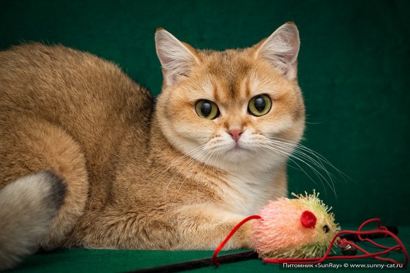 Британская короткошёрстная кошка рыжая