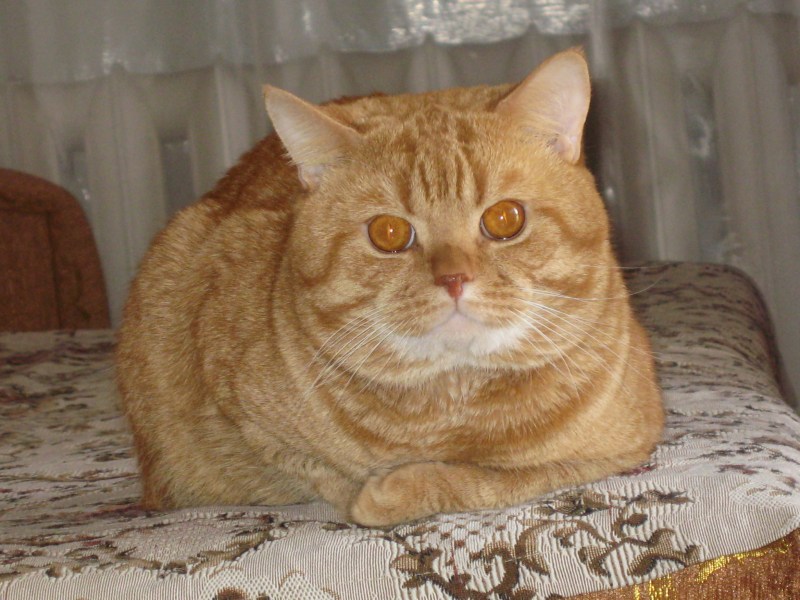 Рыжие кошки породы британец