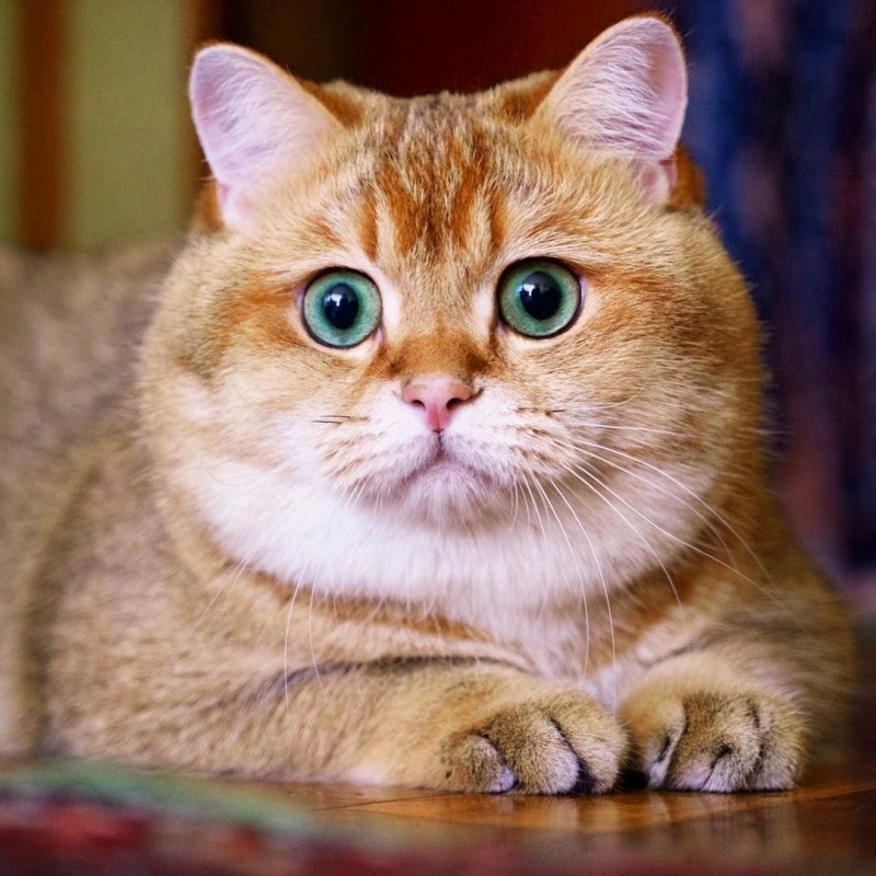 Скоттиш страйт Хосико