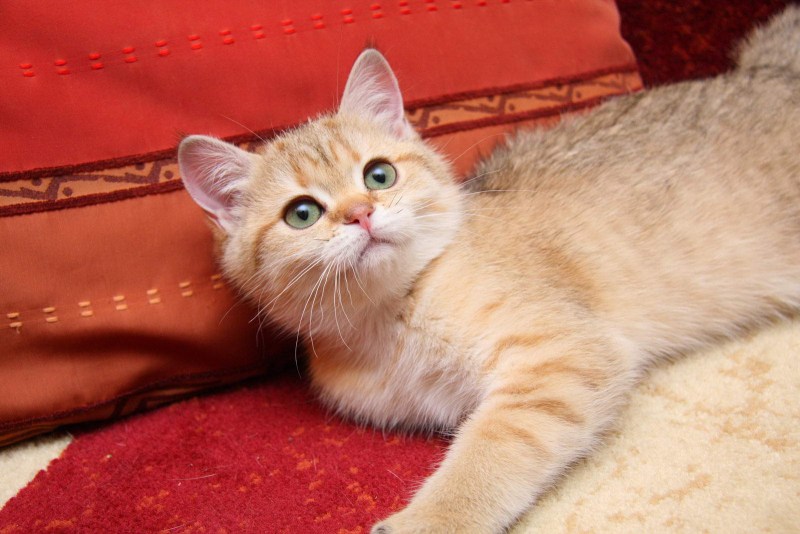 Британский короткошерстный кот рыжий