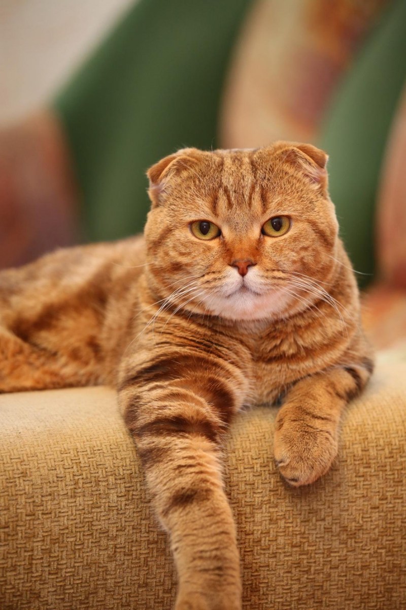 Шотландская вислоухая кошка рыжая