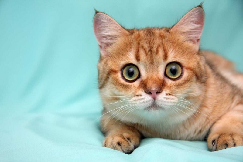 Британский короткошерстный кот рыжий