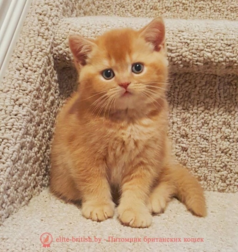 Рыжий британец котенок