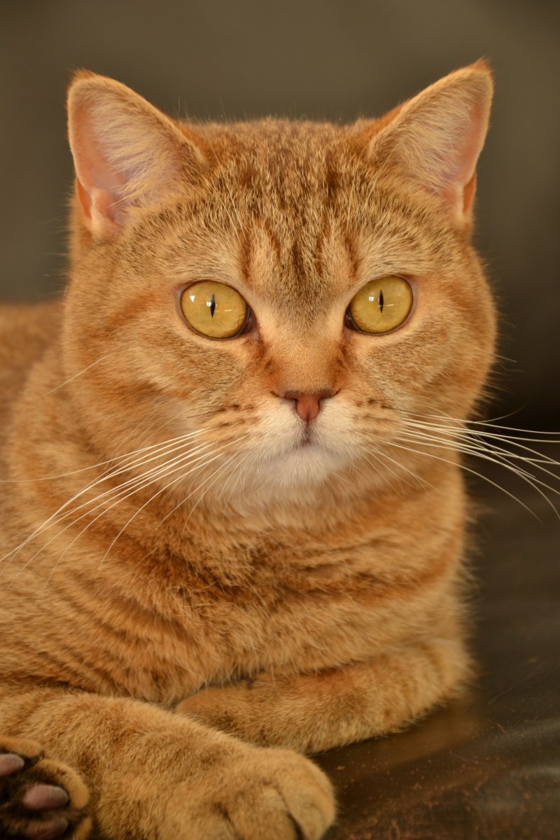 Британский короткошерстный кот рыжий