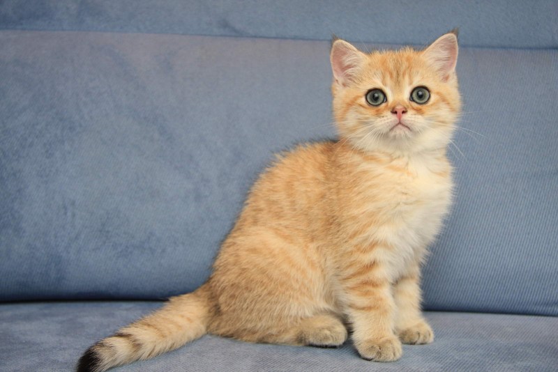 Британские короткошерстные котята рыжие