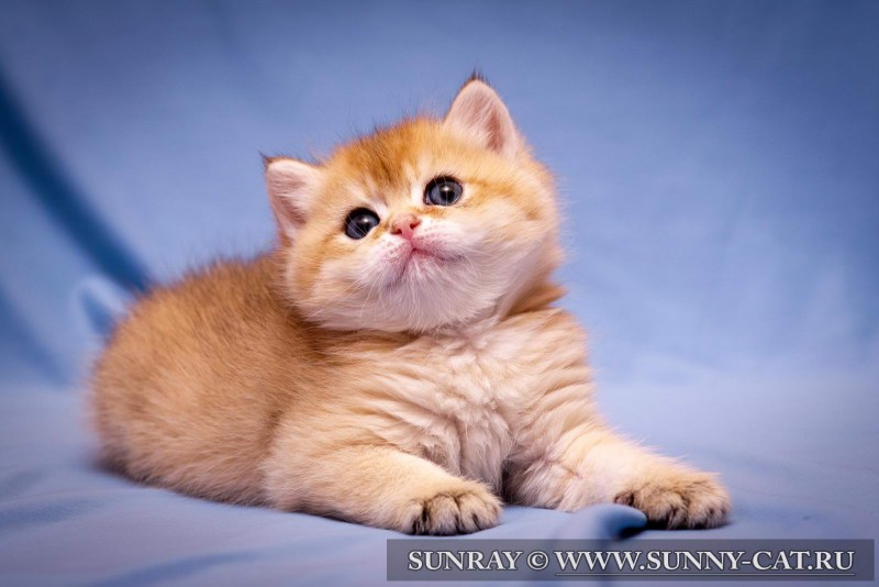 Британец кошка котята рыжие