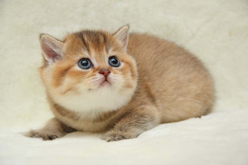 Британец кошка котята рыжие