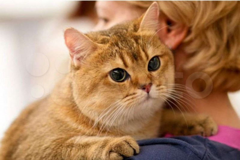 Рыжий британский кот
