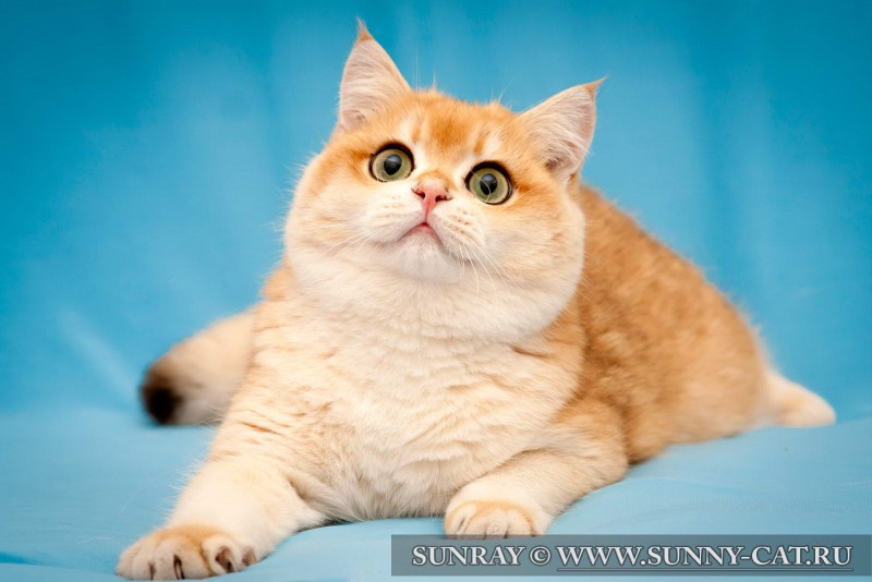 Британский короткошерстный кот рыжий
