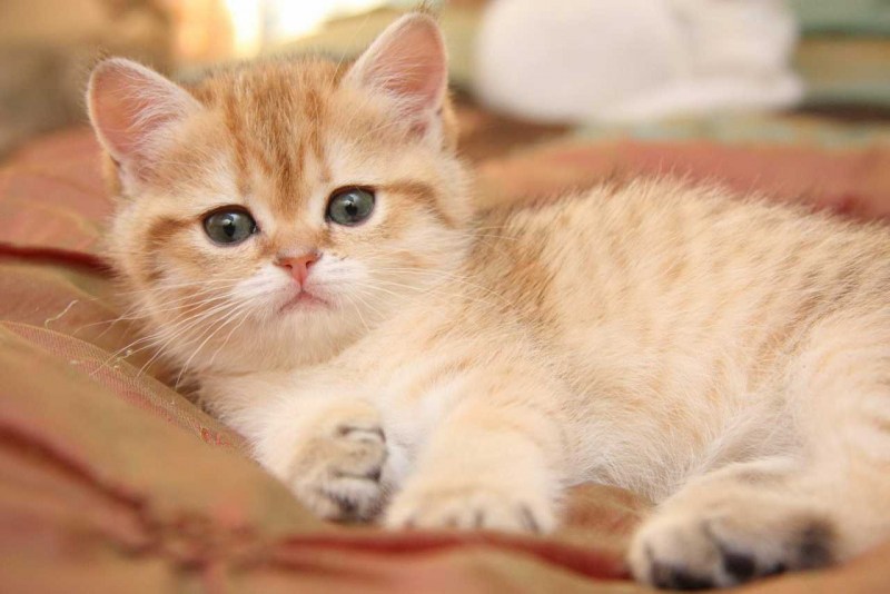 Рыжий короткошерстный британец котята