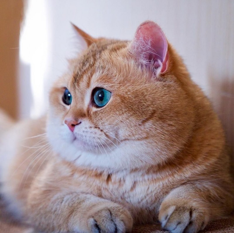 Скоттиш страйт Хосико