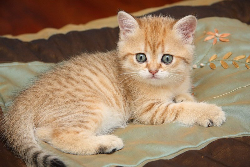 Британская короткошёрстная кошка рыжая