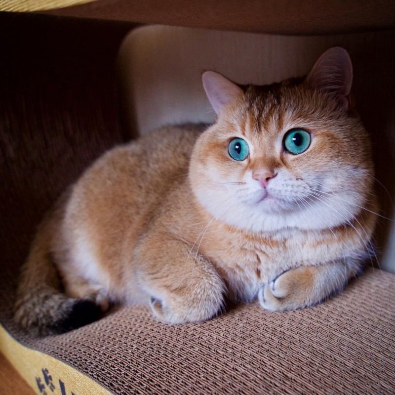 Шотландская Хосико