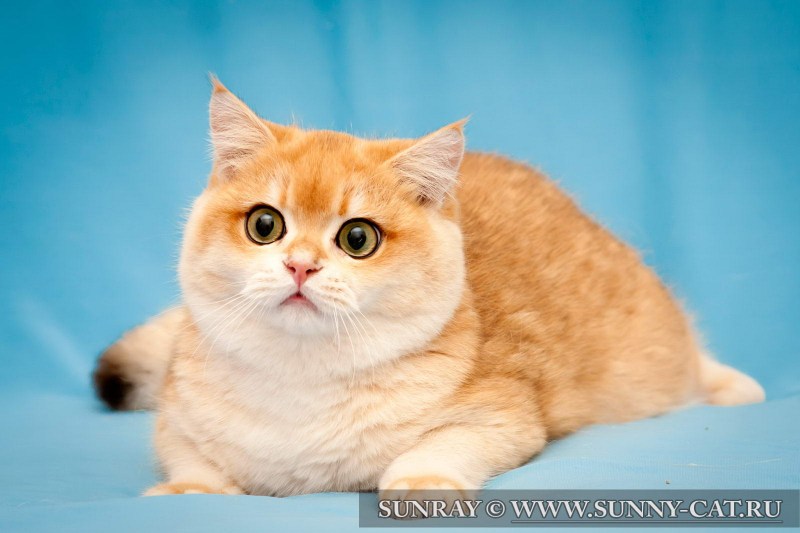 Кот британец рыжий