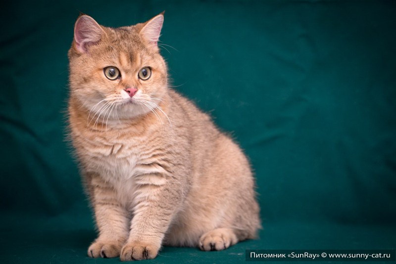 Британский короткошерстный кот окрас