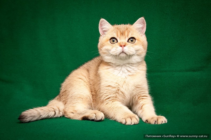Британский короткошерстный кот рыжий