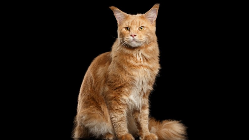 Котята Мейн кун