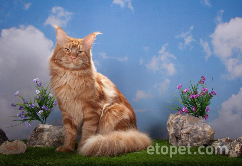 Рыжий кот Мейн кун