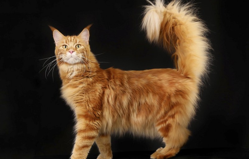 Котята Мейн кун