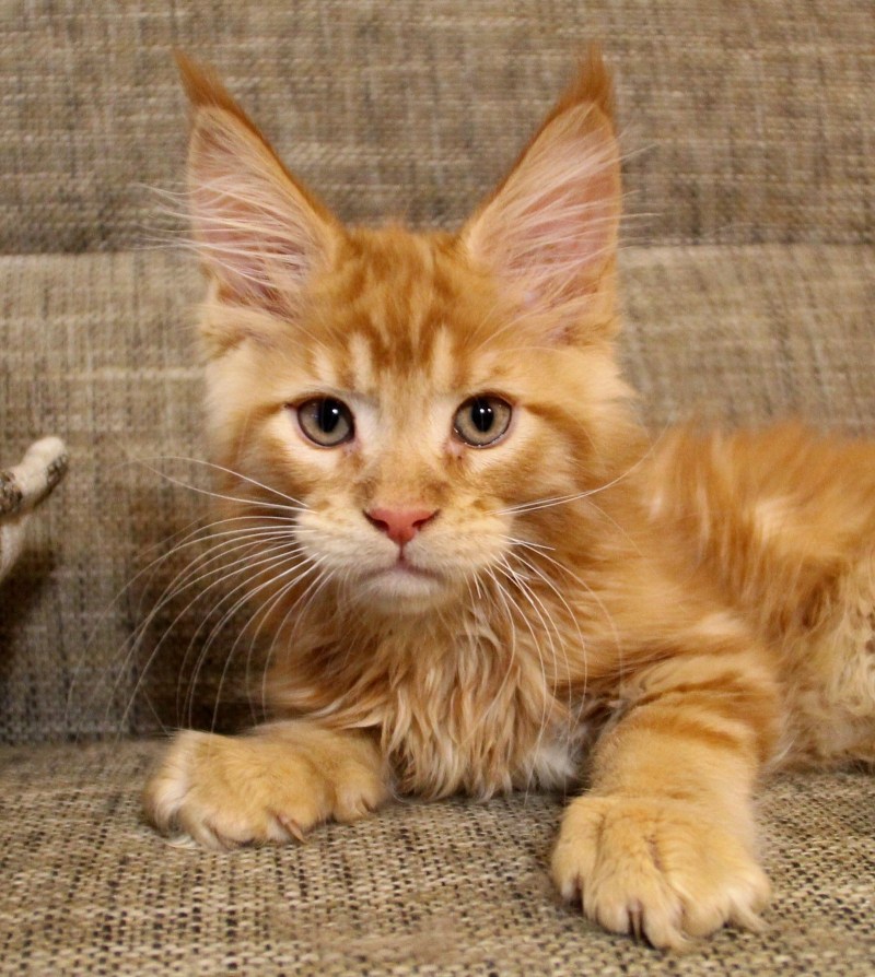 Коты Мейн кун