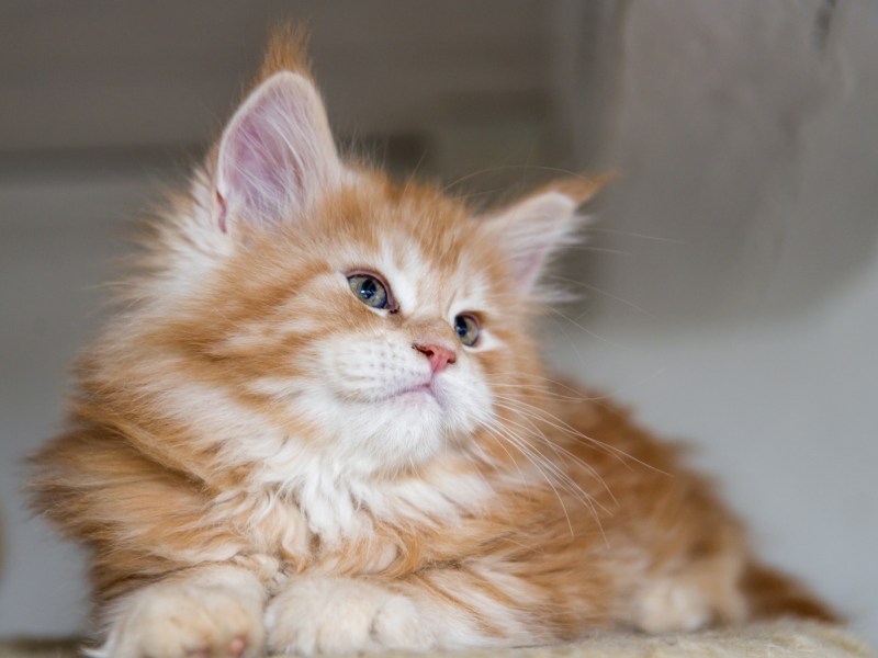 Мейн кун рыжий котенок